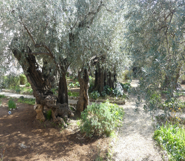 Garten Gethsemane Jerusalem